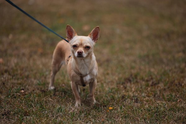 What innovations are being introduced in the UK's primary care services?